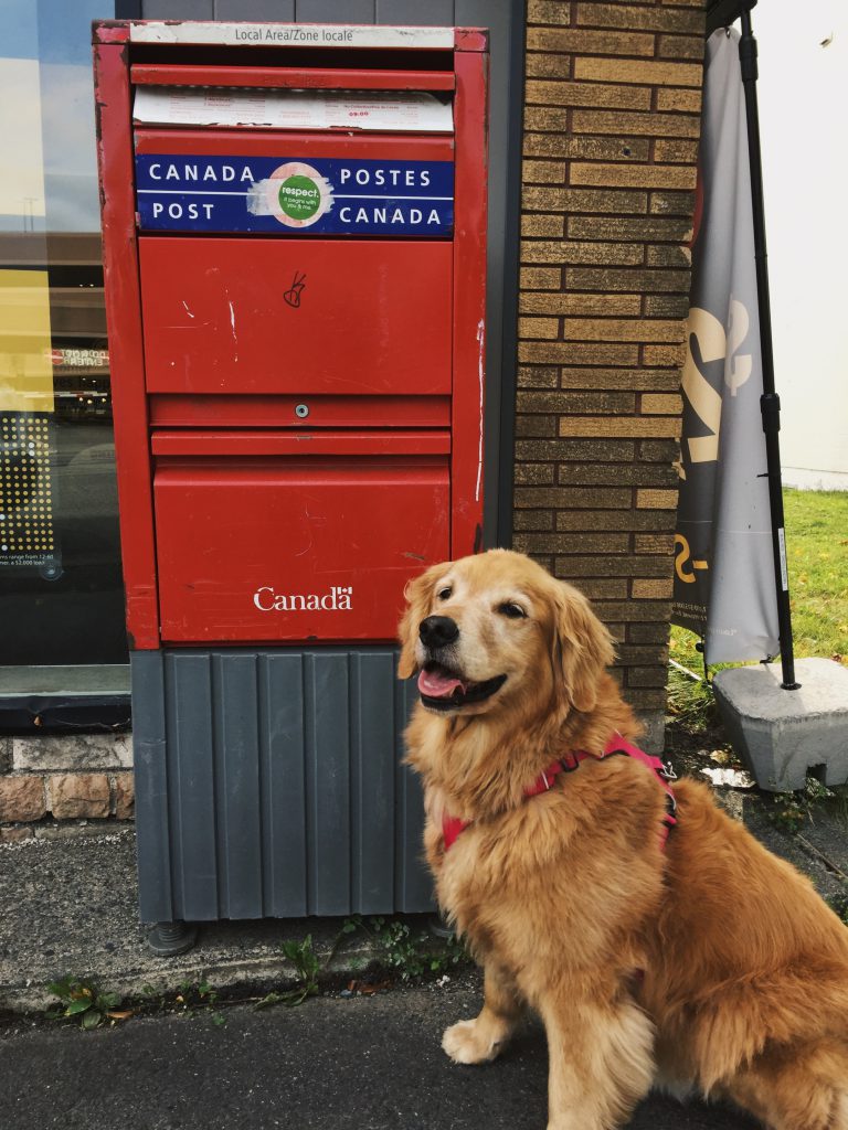 A golden retriever in front of a red Canadian post box